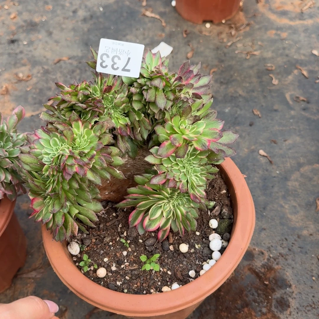 733海王缀化多肉植物满28包邮