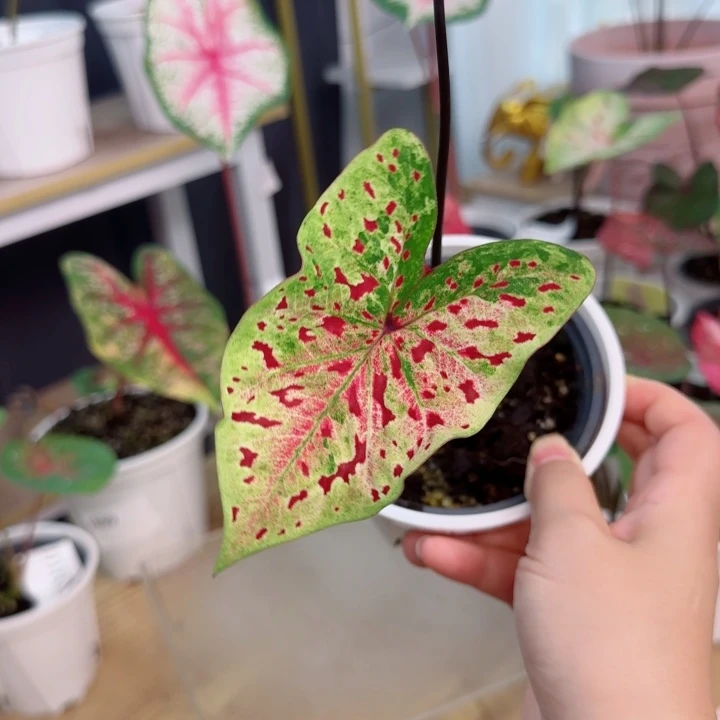 无花朵泰彩花蝴蝶Q2369