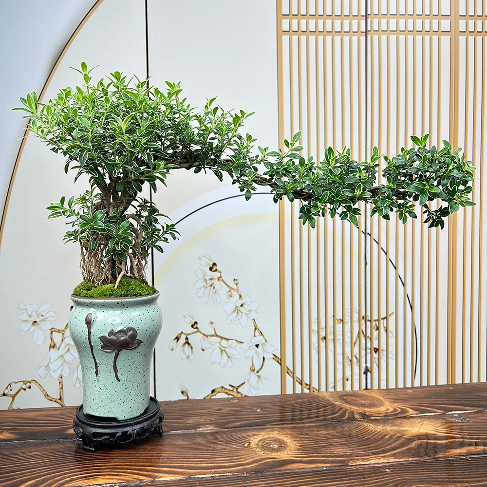 老桩金边六月雪飘枝头提根造型盆景室内客厅书房桌面好养开花绿植