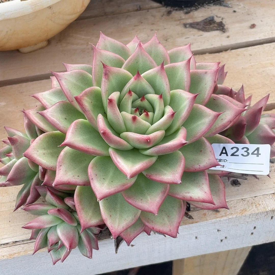 若如东云单拍A234