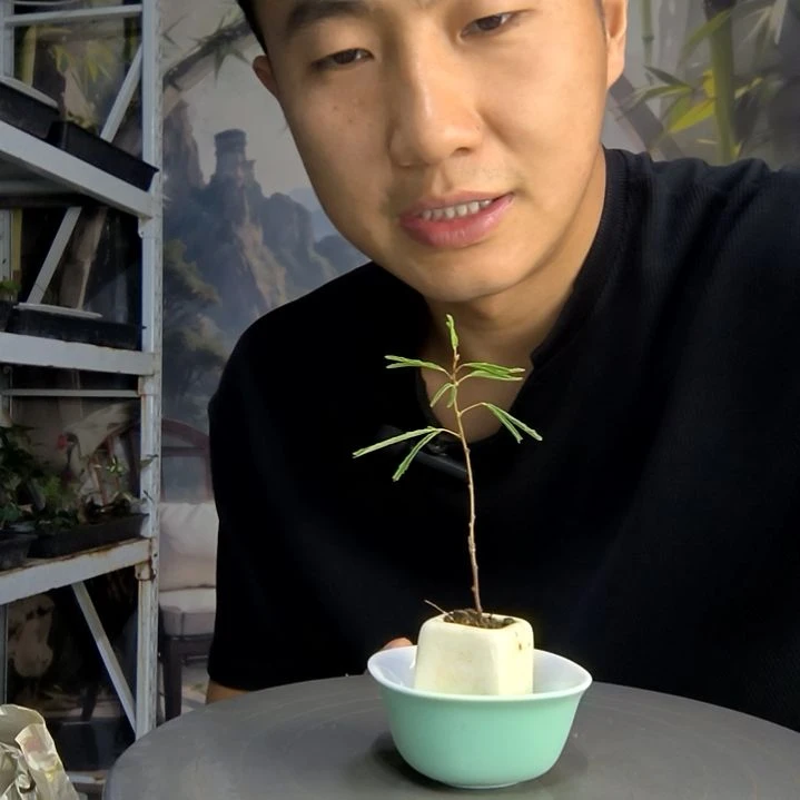 用****4中青园艺一物一拍128