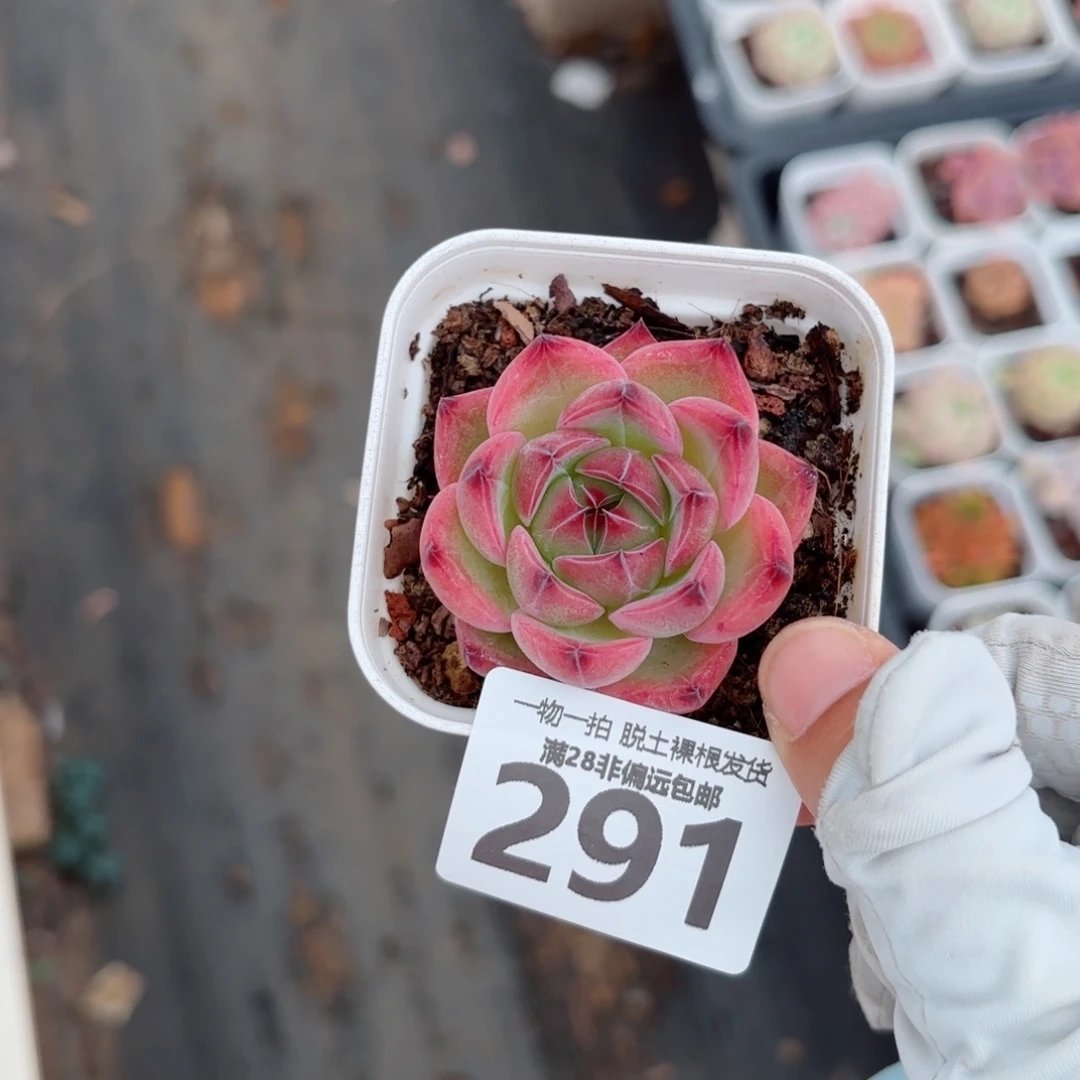 凯撒单头无盆土发货