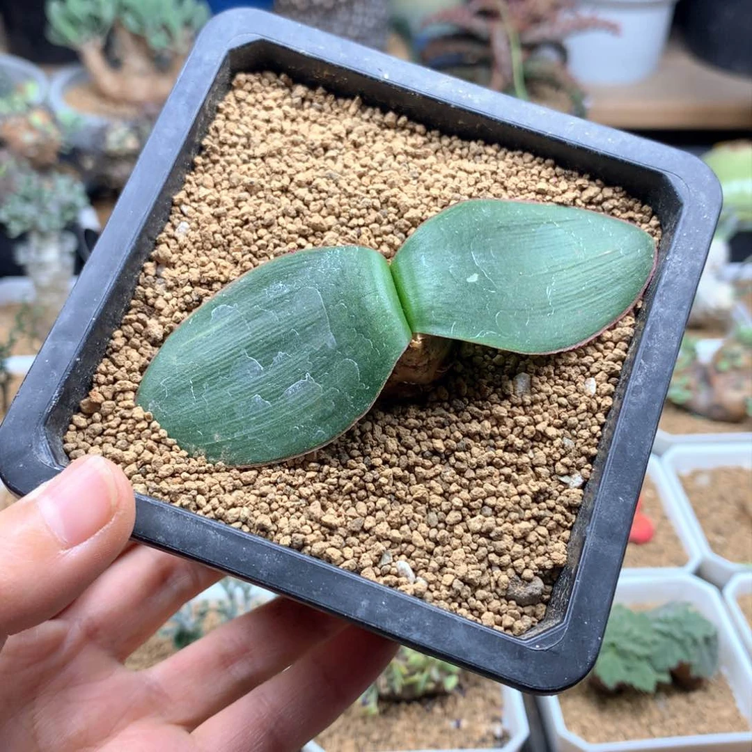 福利蕾丝灯台百合带盆