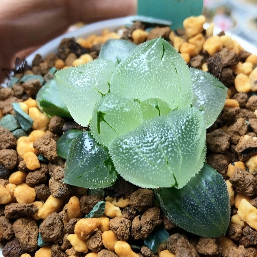 【闪购商品】布*恩冰鸾玉121