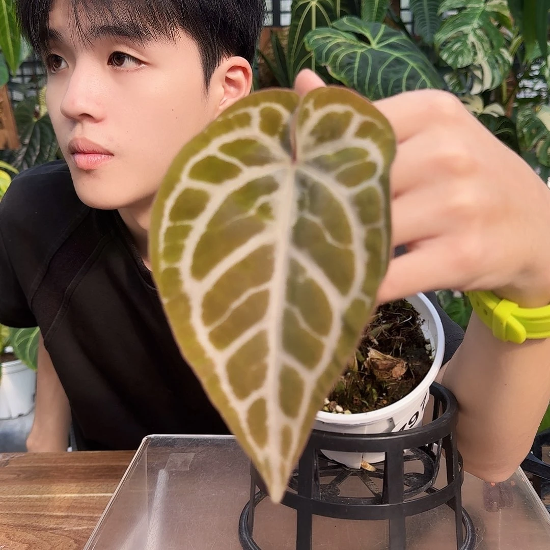 完全开放Z97撕裂纹杂红钻石