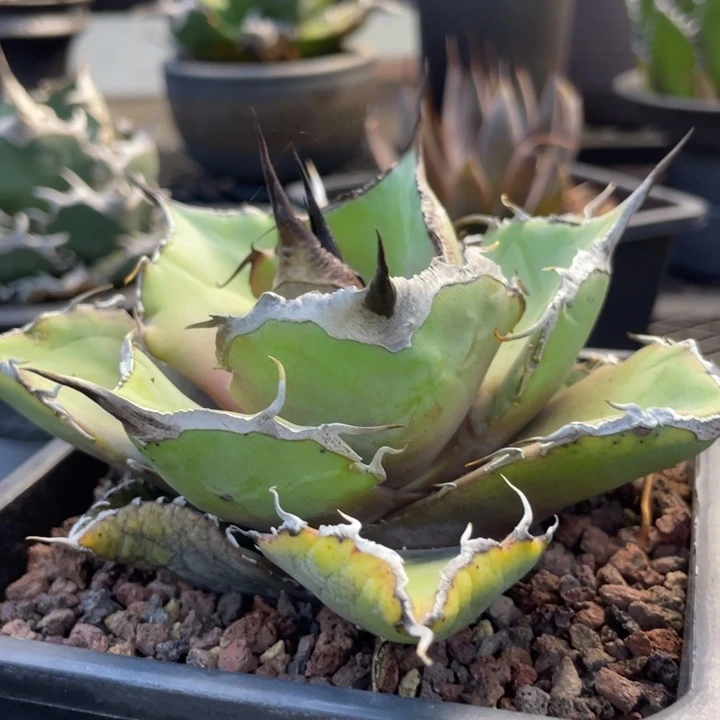 【闪购商品】黑豹。