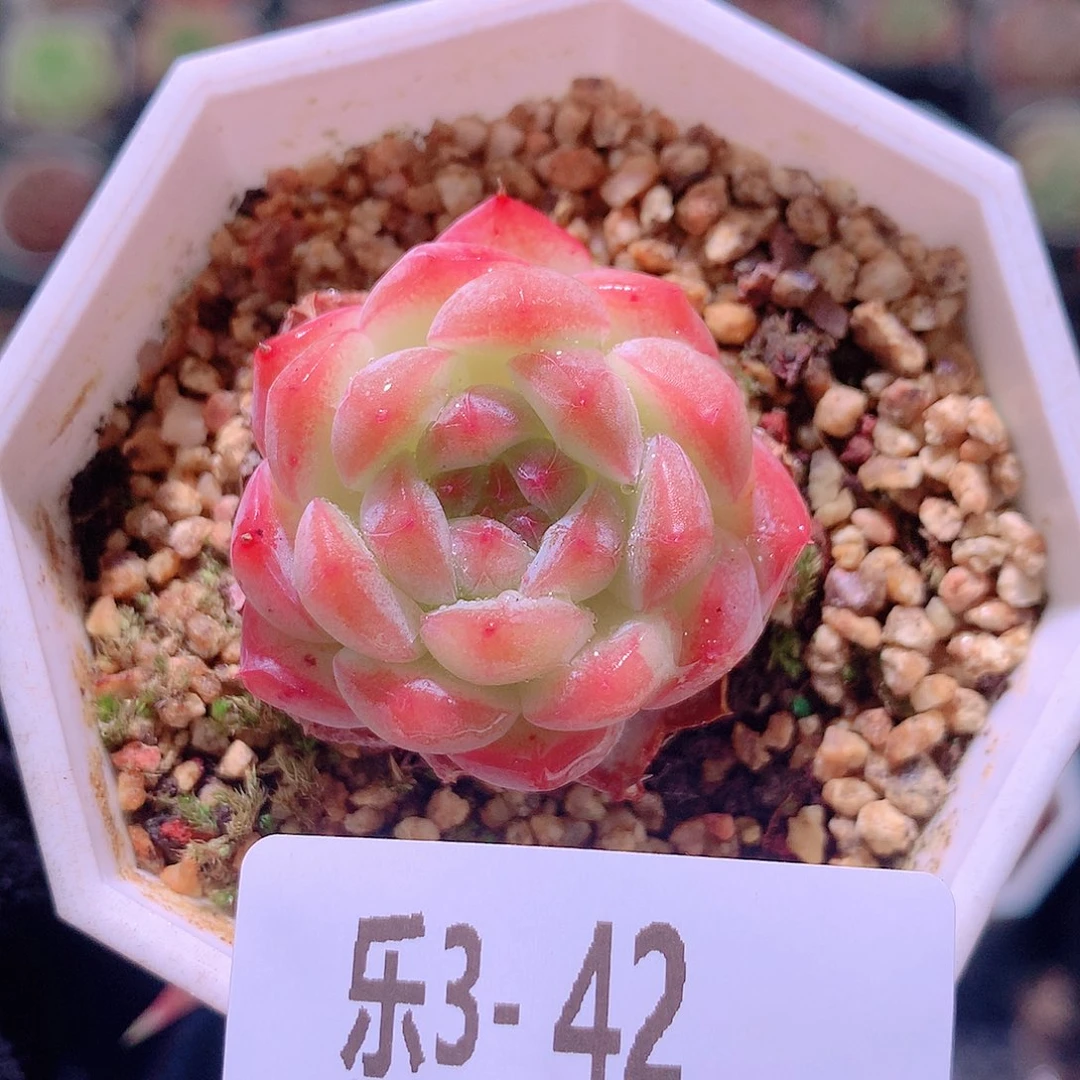 乐然 3-42 白桃汽水