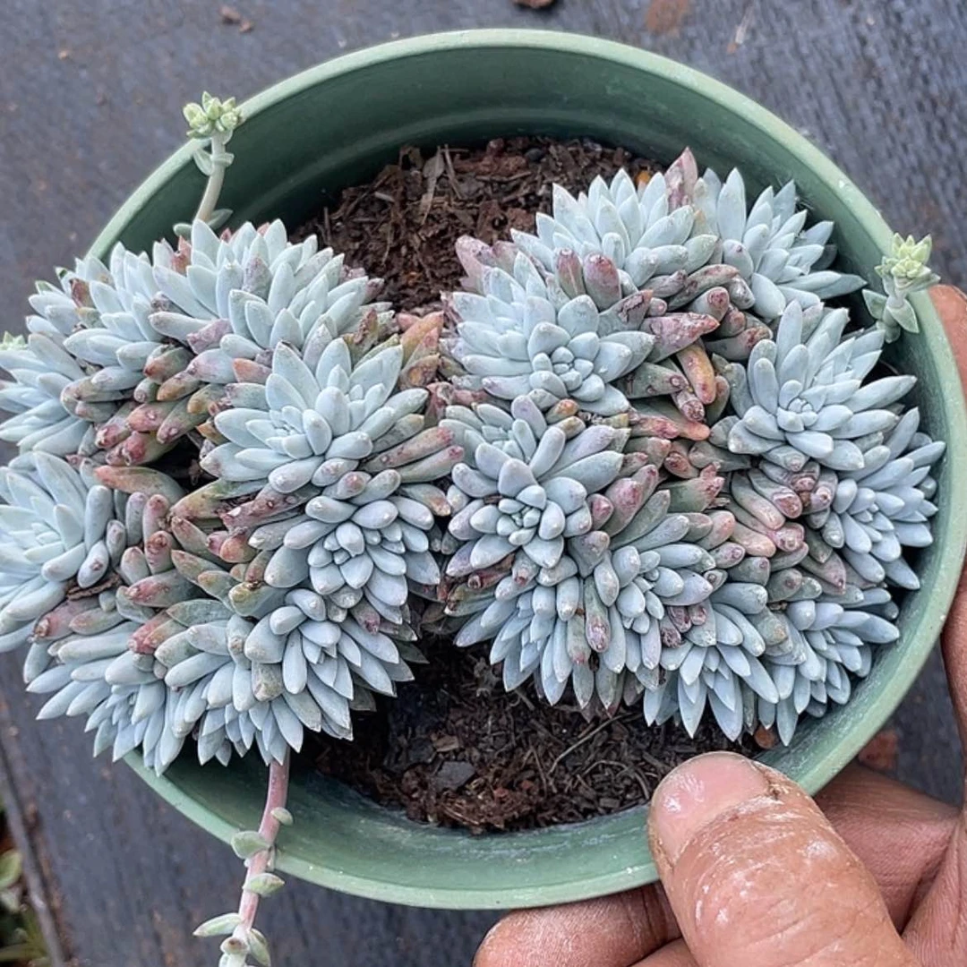 【闪购商品】双环形缀化白菊