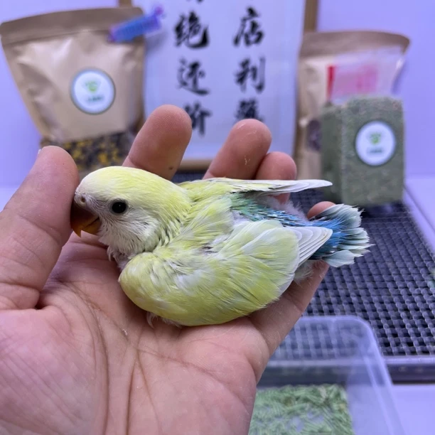 牡丹鹦鹉-金顶白面苹果绿澳桂母D88519