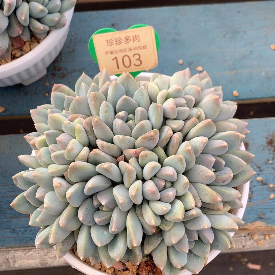 宽叶奶糖无砍平头12头103