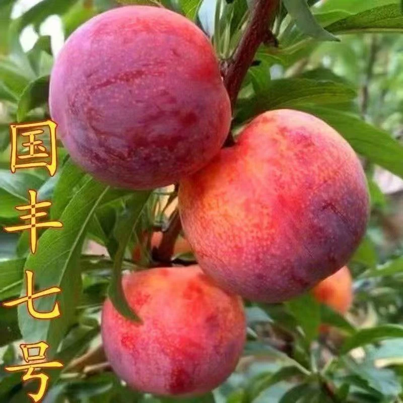 正宗嫁接李子树苗国峰7号果树苗九月晚熟李子超甜抗寒盆栽地栽