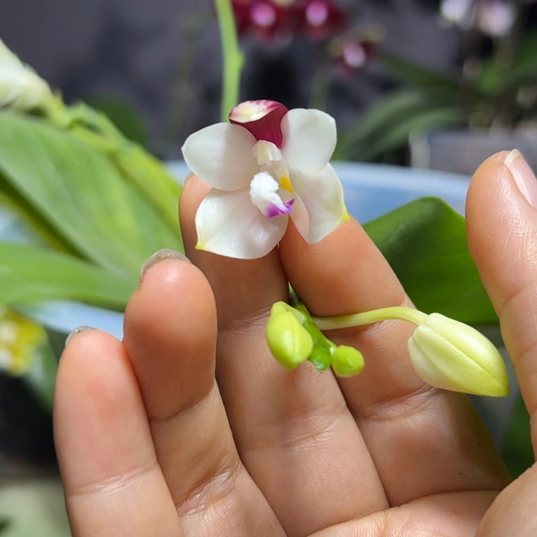 大部分开放少量花苞盾花c2