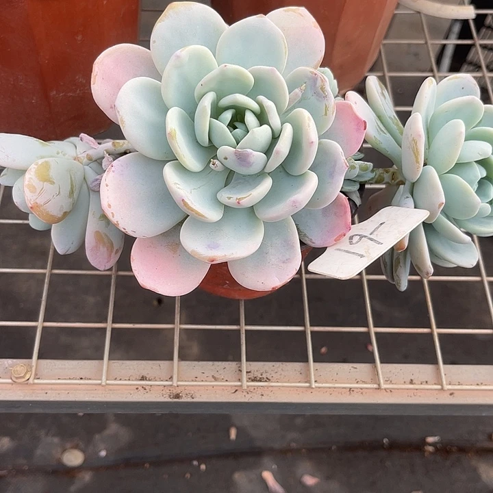 两单包邮，一物一拍61冷香