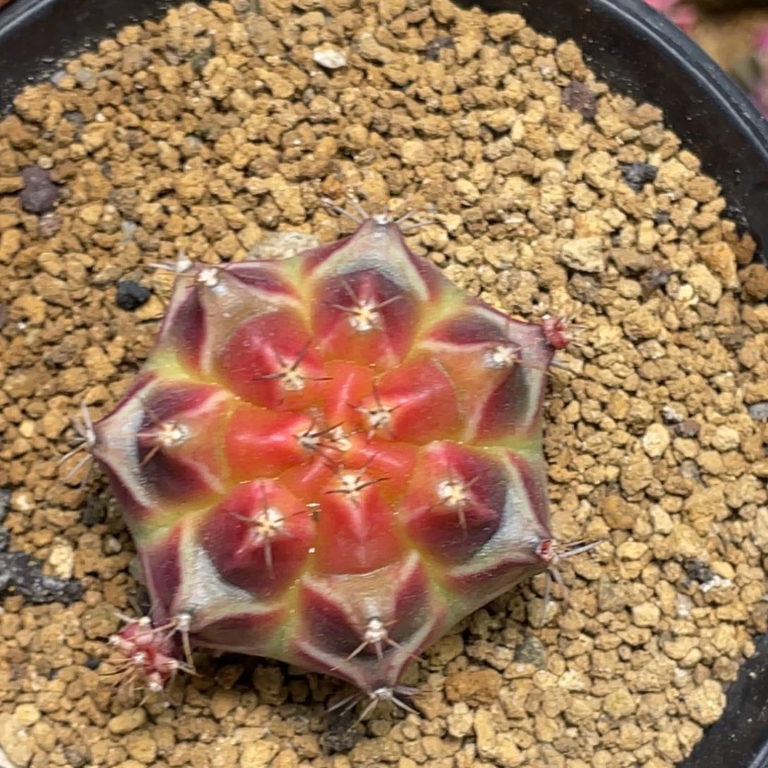 素***主当前无花朵，栽培后可花朵粉红派