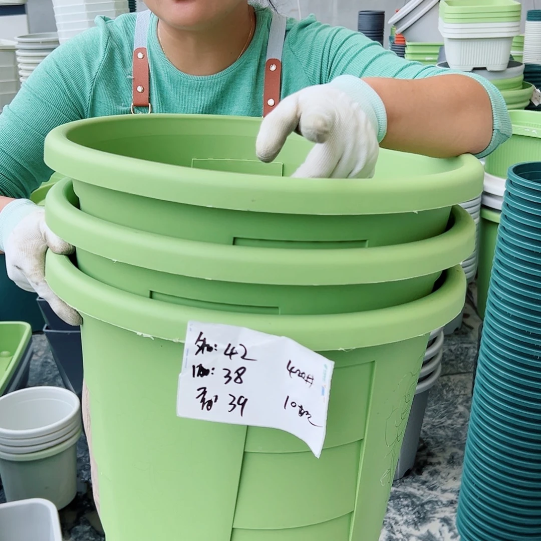 玫瑰420#果绿色4个无托