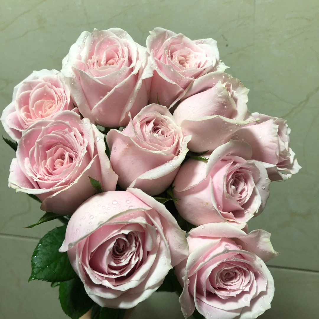 粉玫瑰 云南玫瑰花苗大花浓香四季开花月季老根花卉绿植盆栽植物