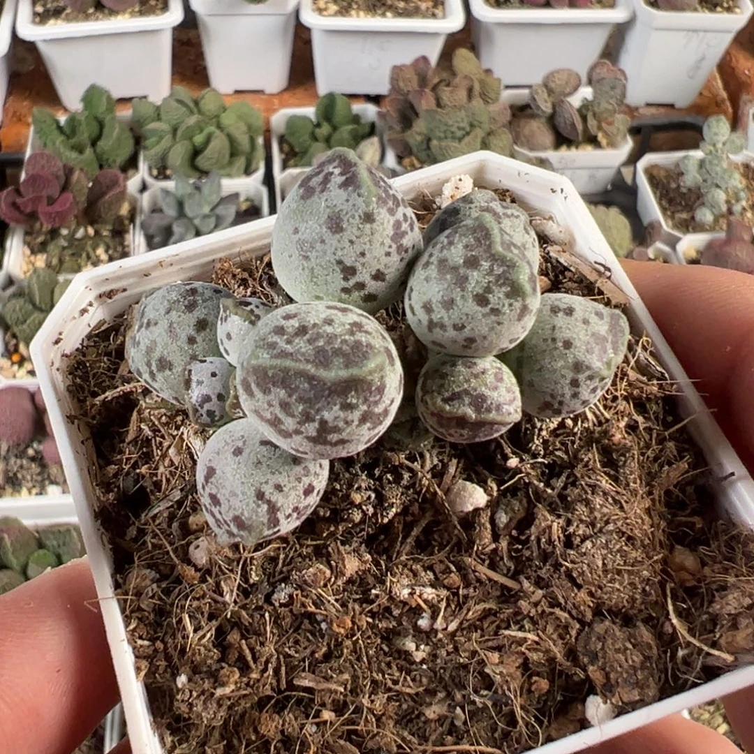 达摩海豹多肉植物水泡