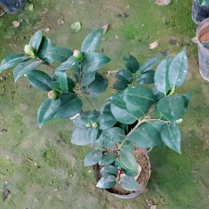 完全开放不知名茶花