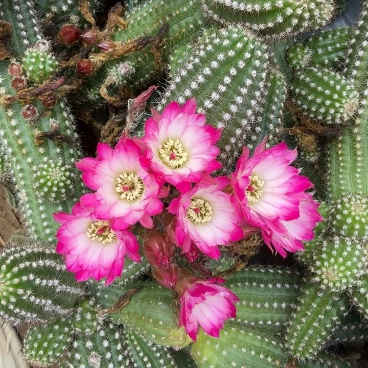 白檀仙人掌912侧芽一个