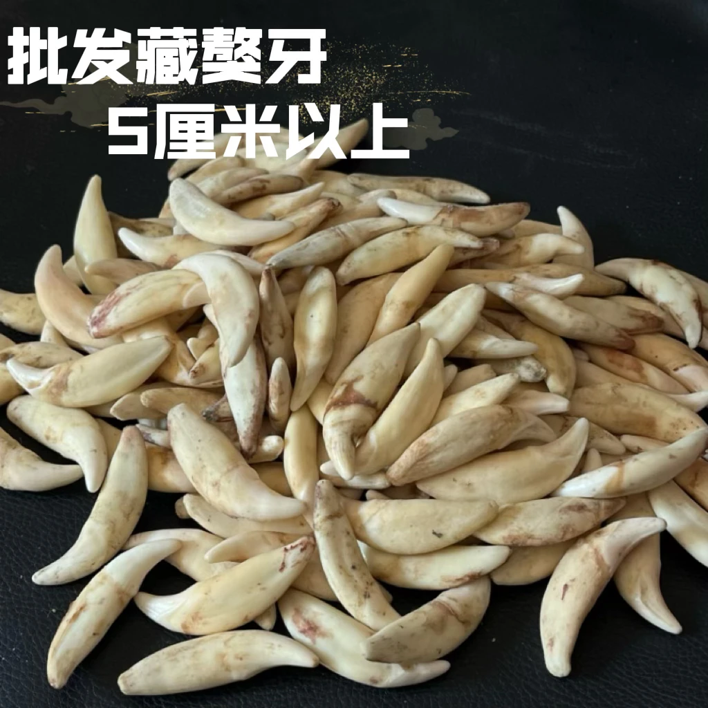 【直播间下单5.4到5.5厘米】一图一物不退换 狗牙饰品