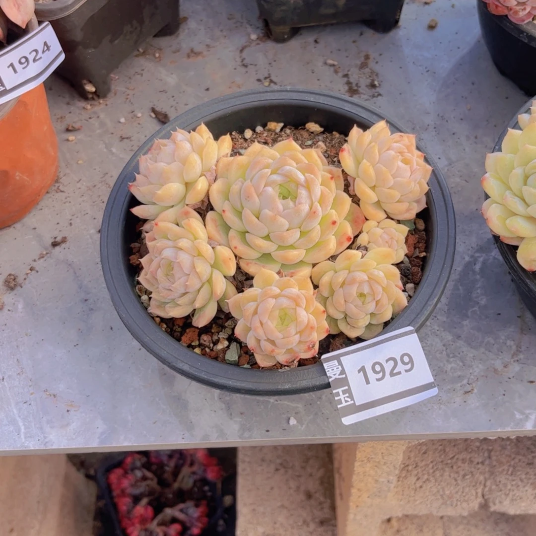 䒕****月影杂多肉植物1929