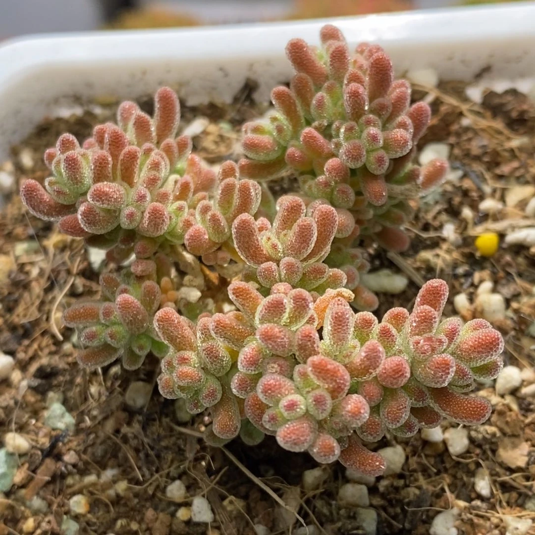 冰晶杂枝干番杏A464