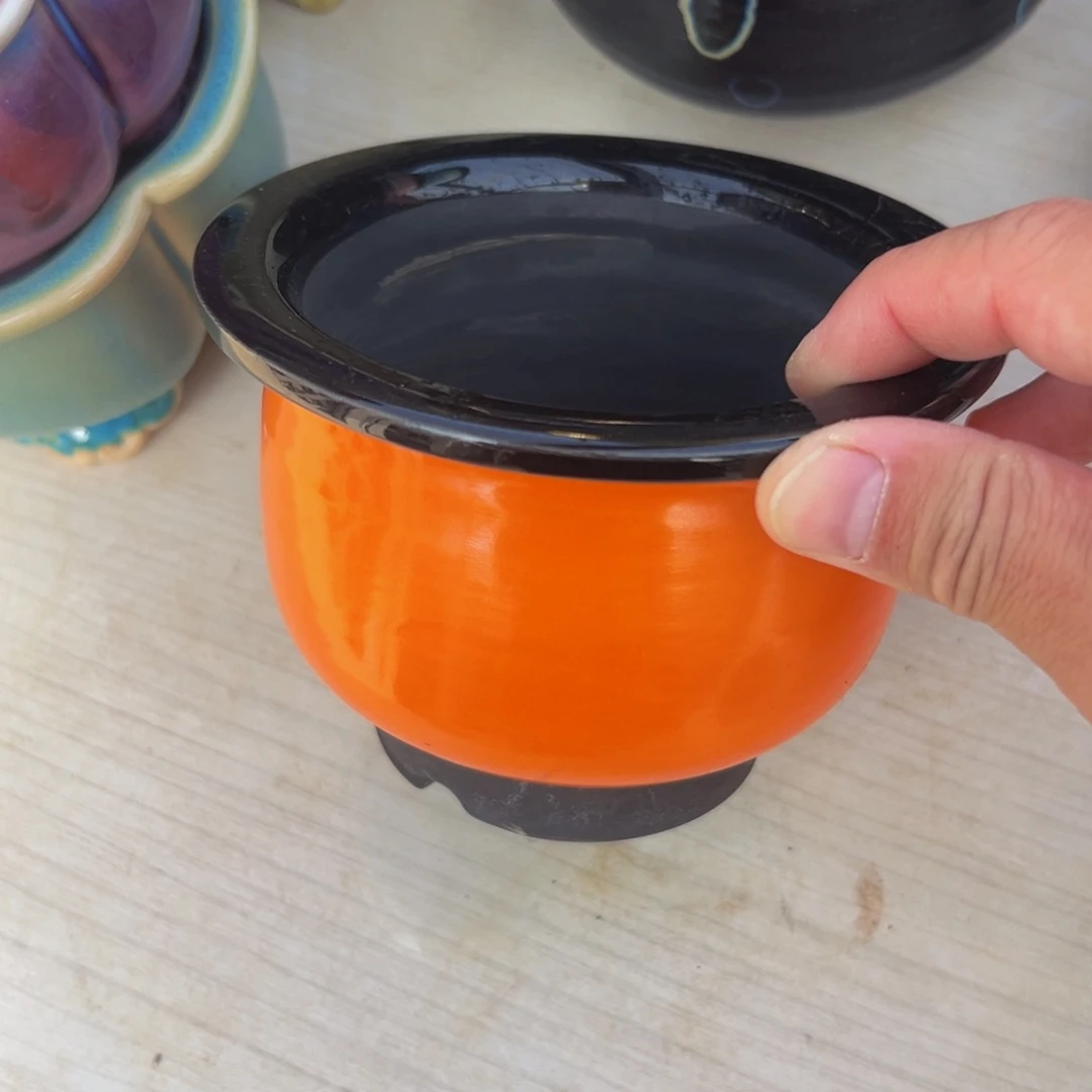 多肉一物一拍0613-1