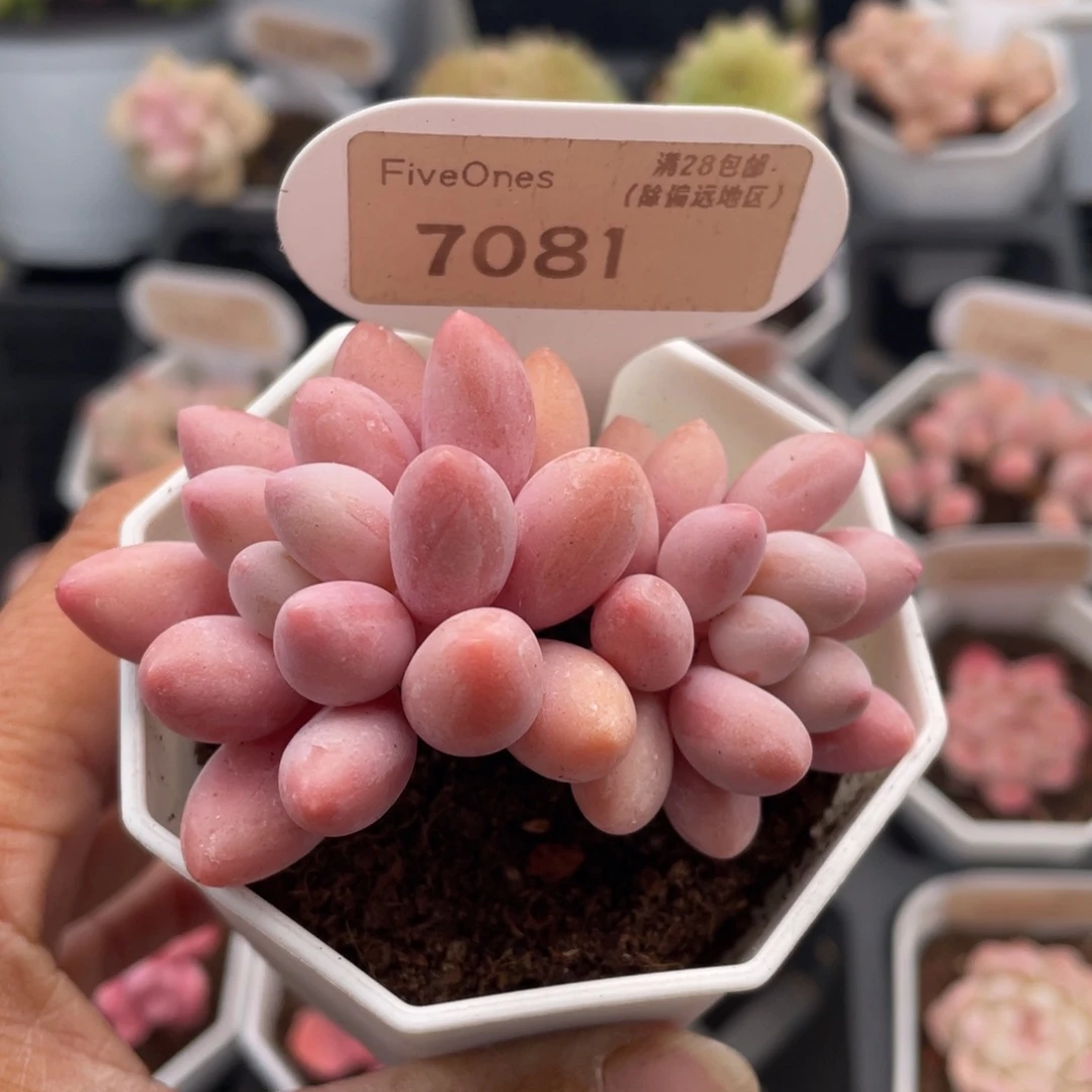 粉色恋人7081-6.0厘米