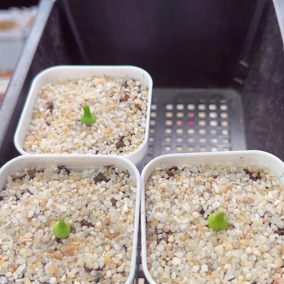 树219-483多肉葫芦