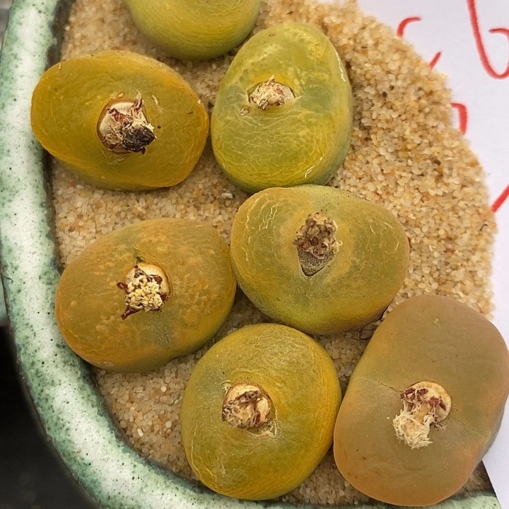 562黄绿母本桃子一组