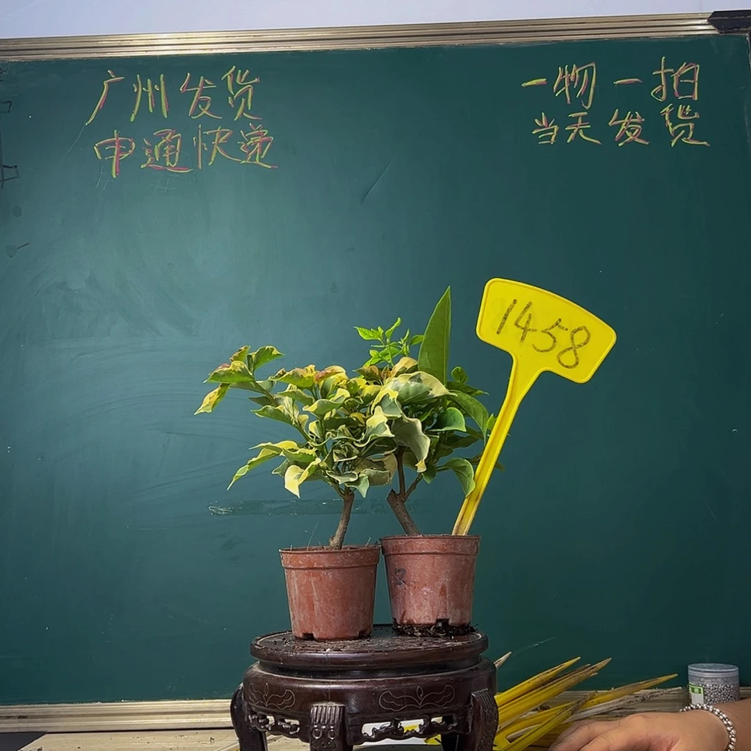 当前无花栽培后可以开花蓝月亮掌中宝 口红掌中宝 1458