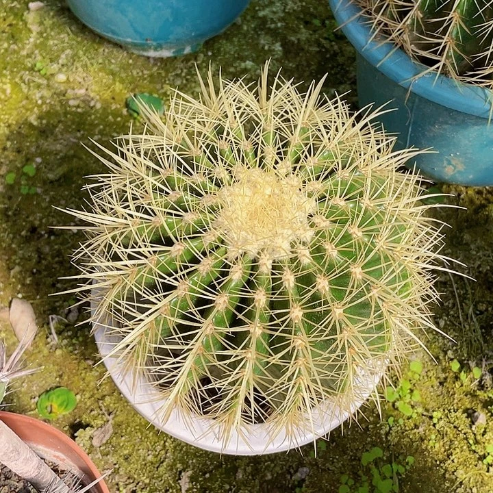 心***应完全开放金虎➕一份土