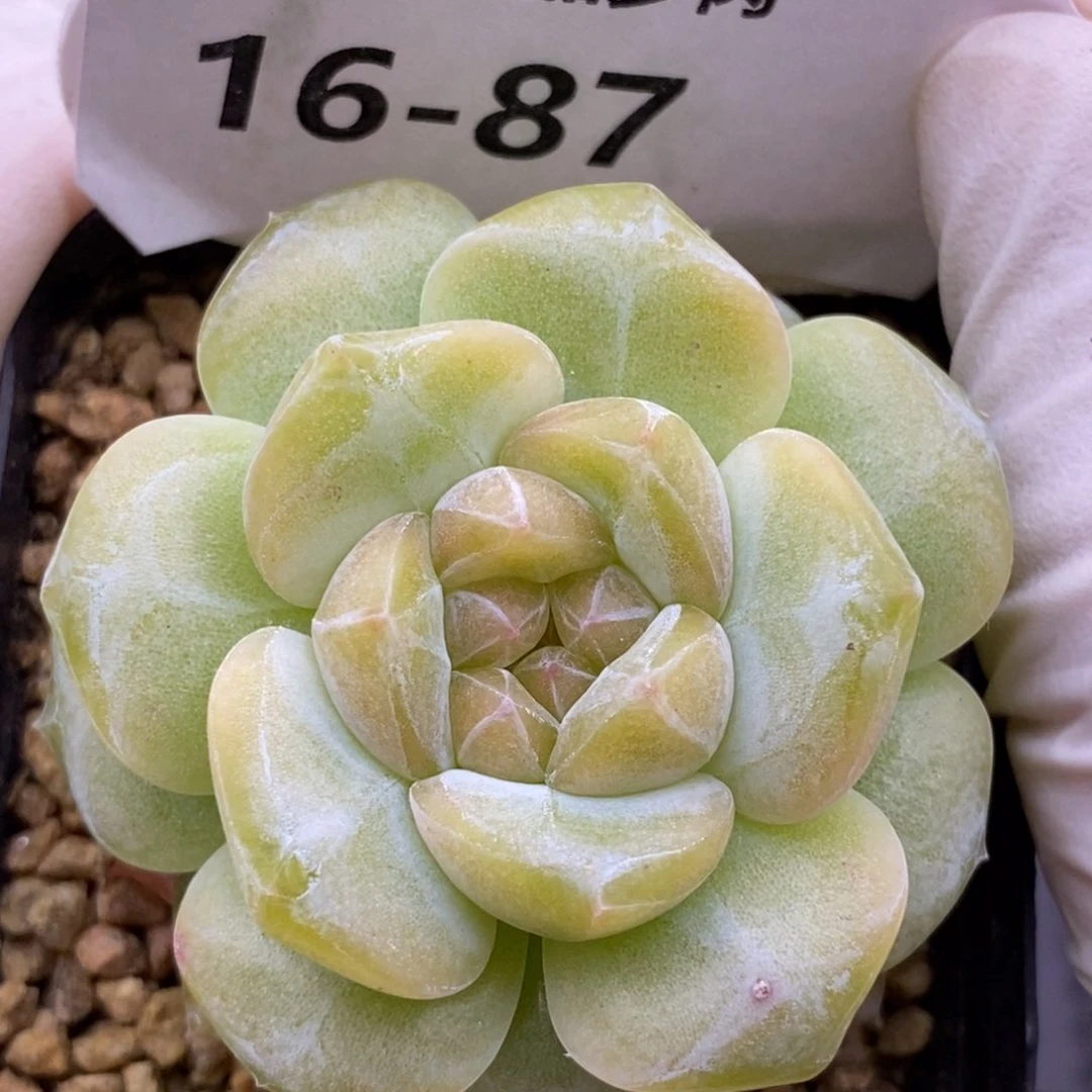 【闪购商品】16-87