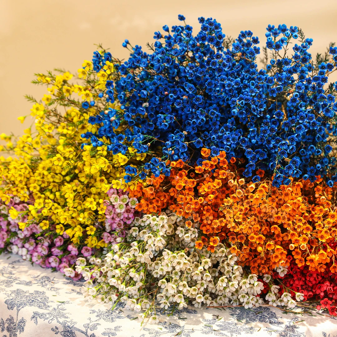 A级长款大把澳洲腊梅400-500克云南基地直发鲜花