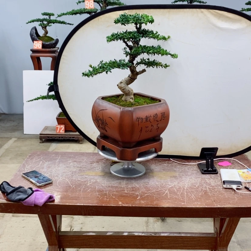 【闪购商品】无花朵罗汉松盆景