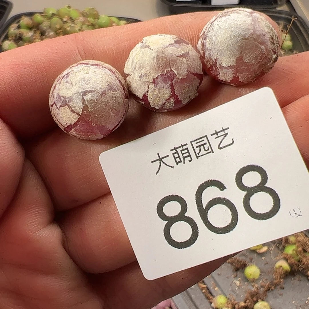 一物一拍。        868