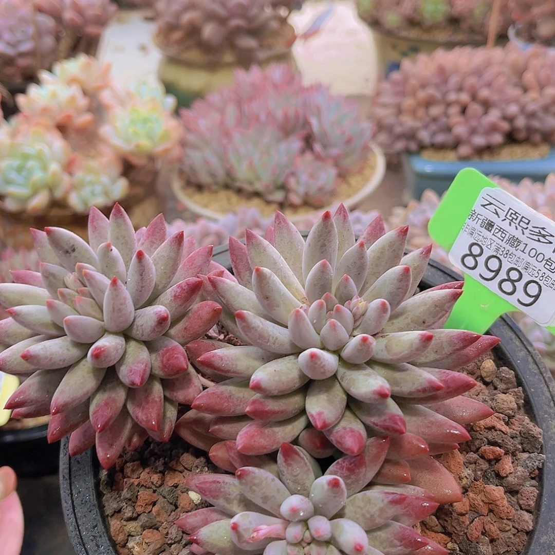 8989虞美人多肉植物