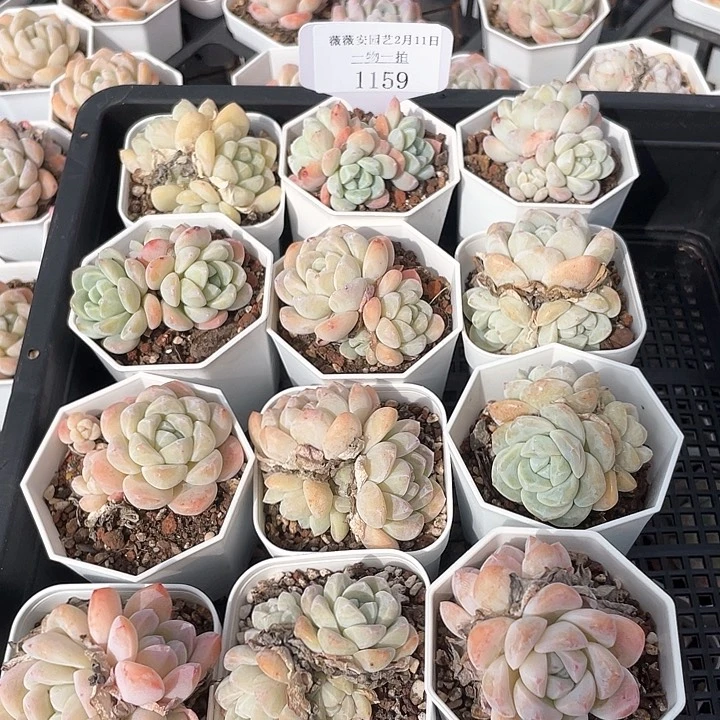 薇薇安园艺多肉1159