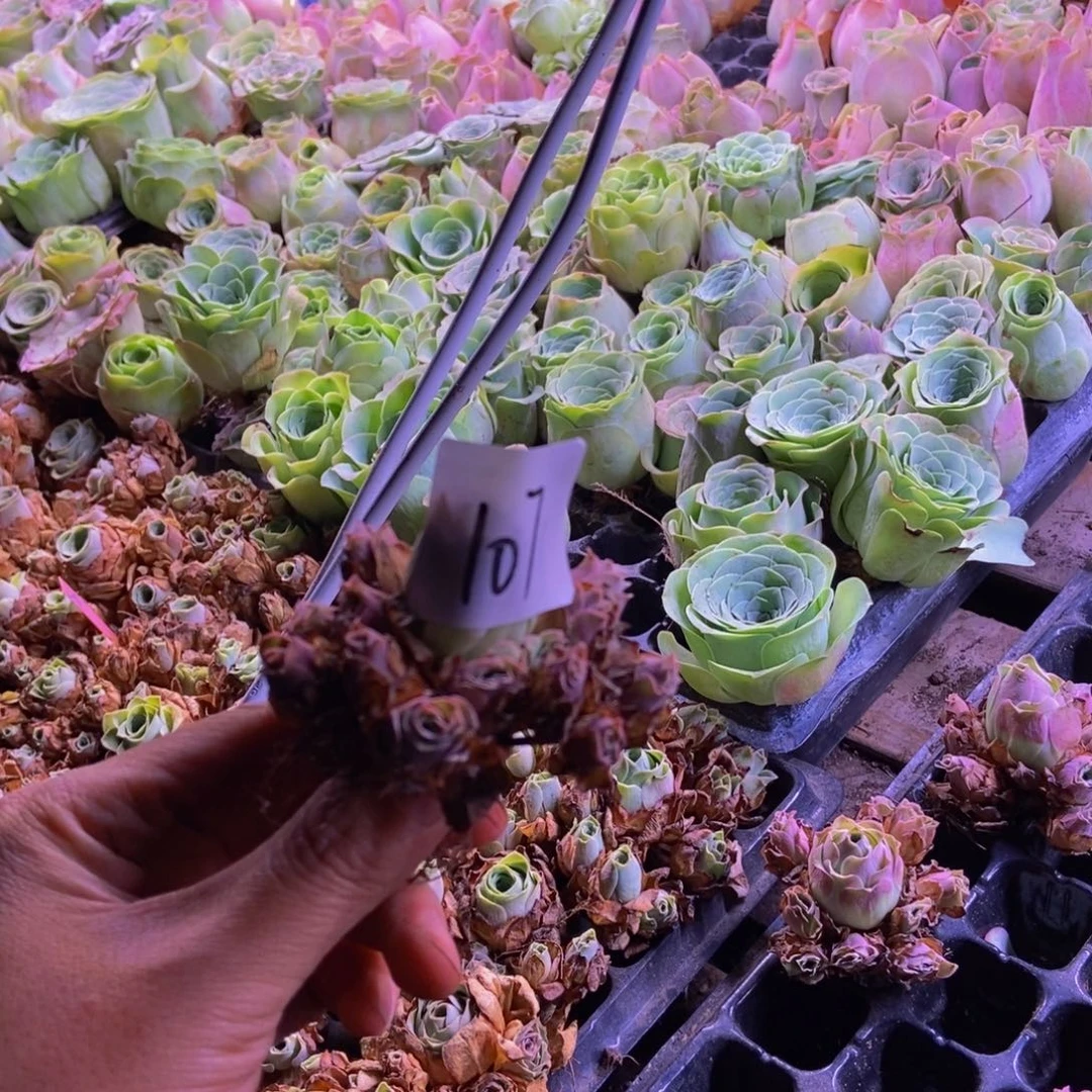 宣***宣山地玫瑰多肉植物花卉107一颗璎珞