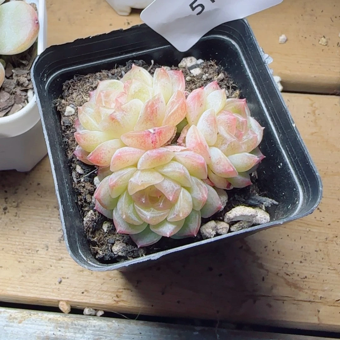无尽灯，5182多肉植物