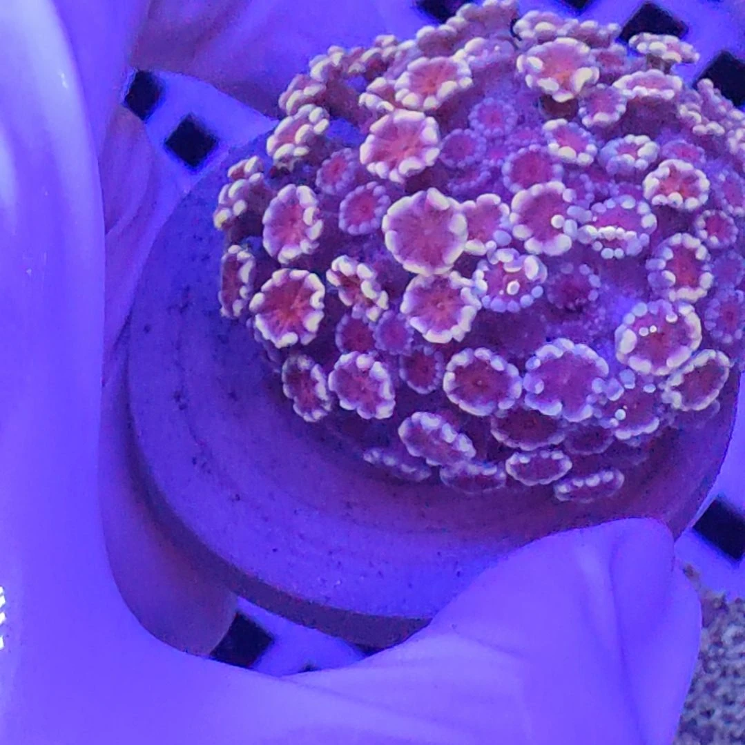 珊瑚不支持退货不到付不包邮接受下单