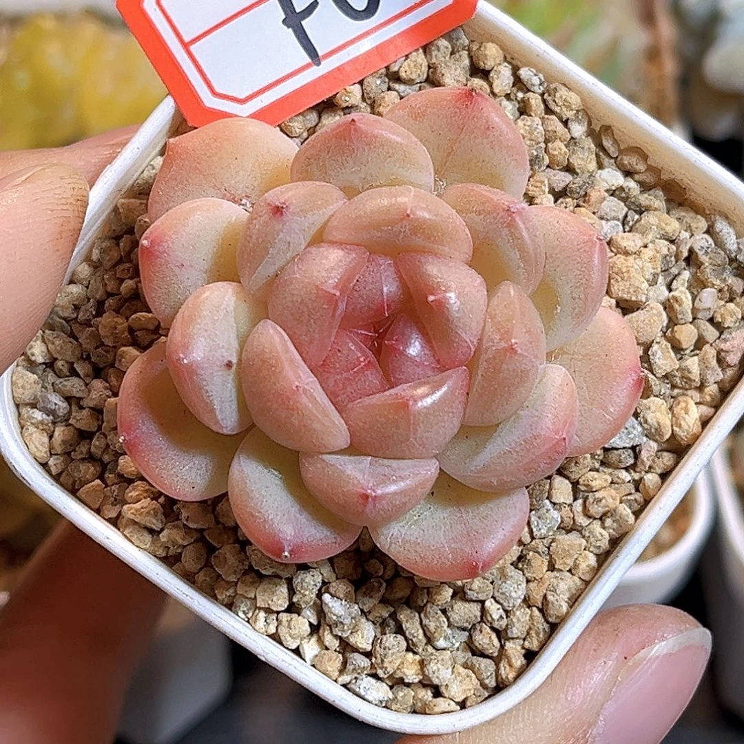 F658一物一拍 重楼