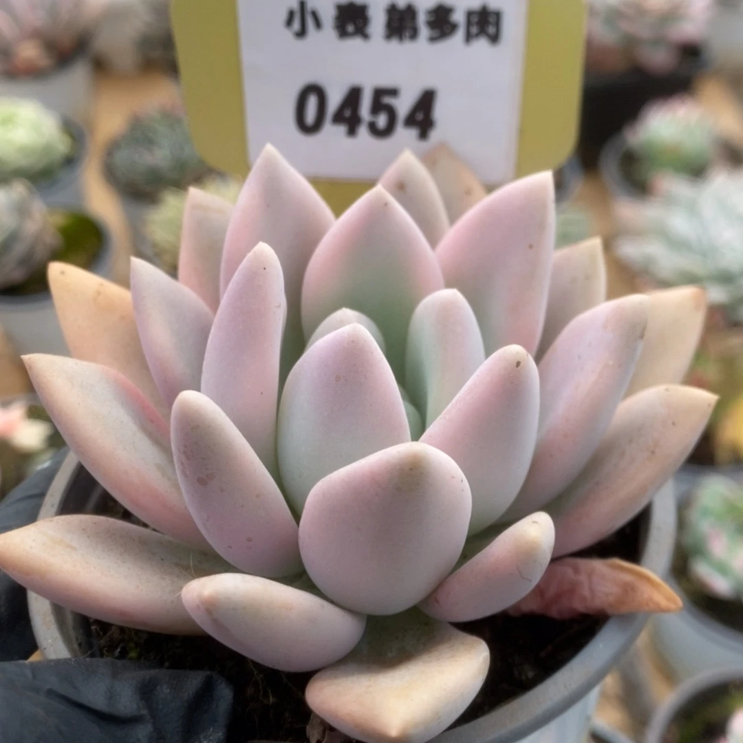 454奥普锦锦锦锦锦锦