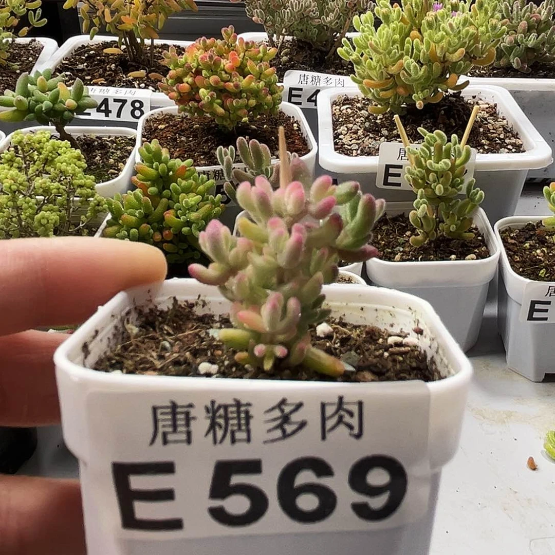 红宝石阴阳锦569。