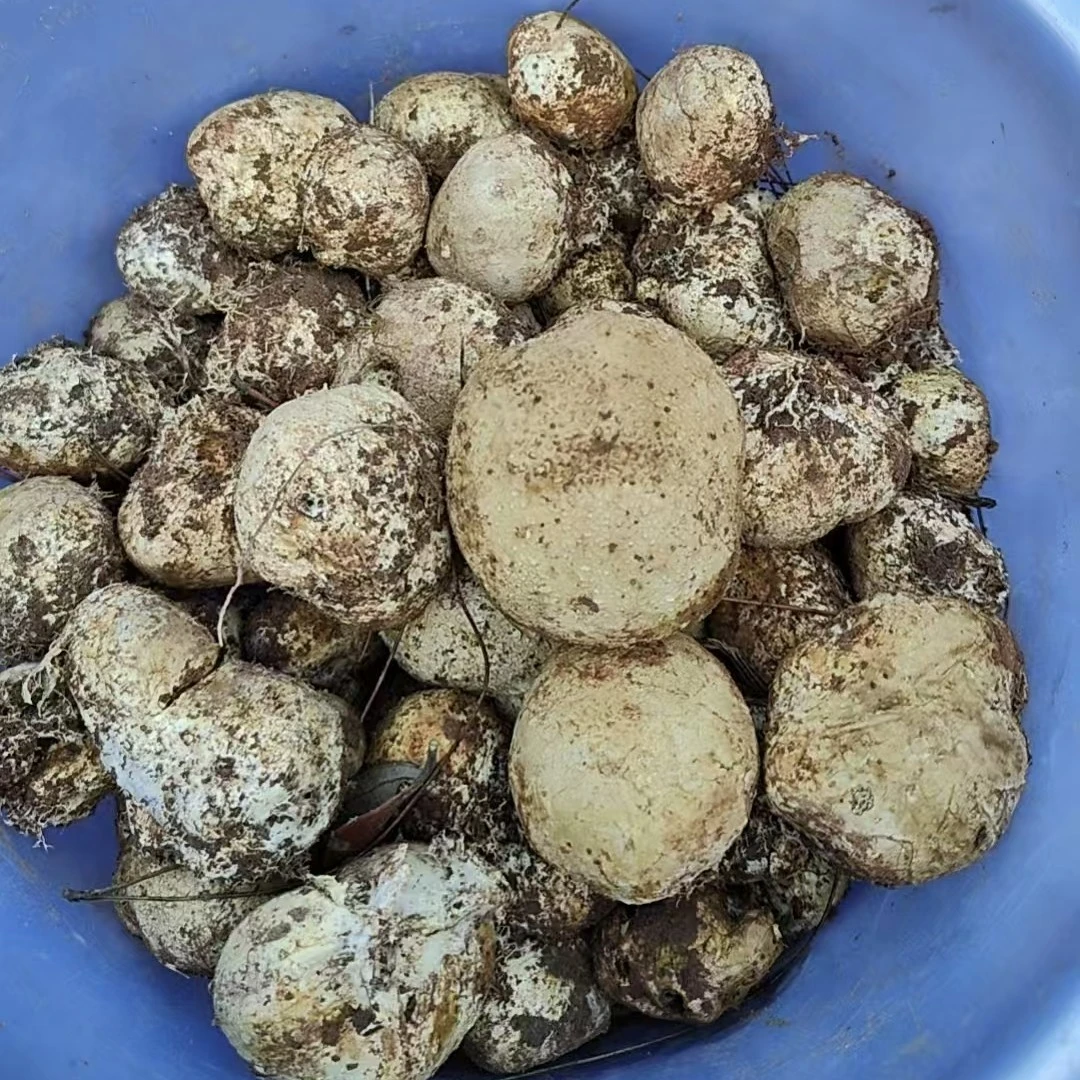 现捡新鲜野生石头菇圆蛋菇灰包菇灰包菌马屁泡菌马勃菌