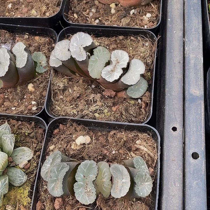 万象玉露带盆土发