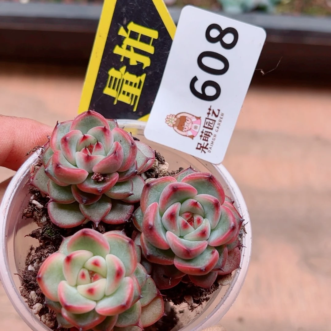 多肉植物多肉植物