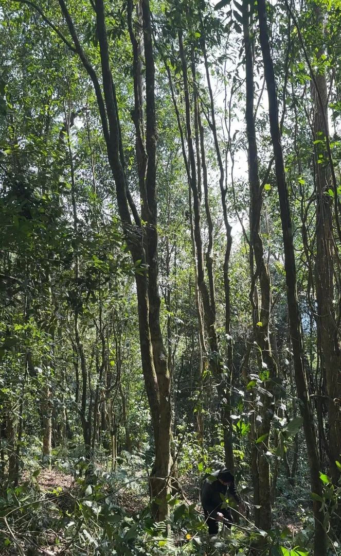 【大高杆】大古树高杆2019