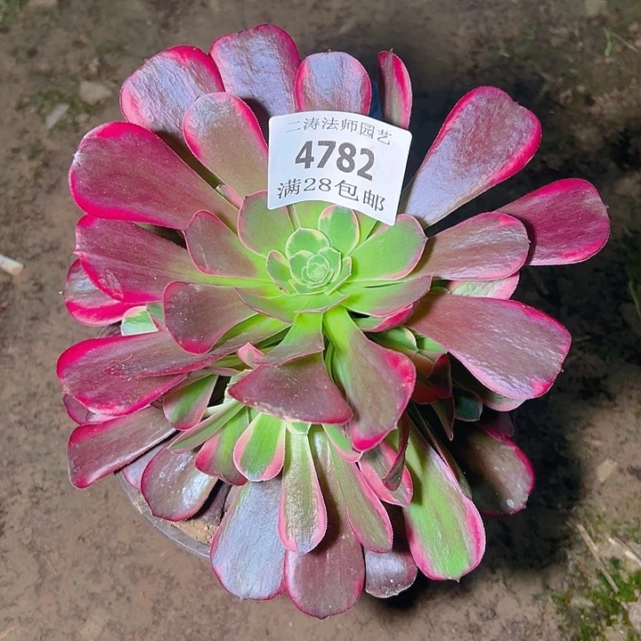 4782幽兰多肉植物2号