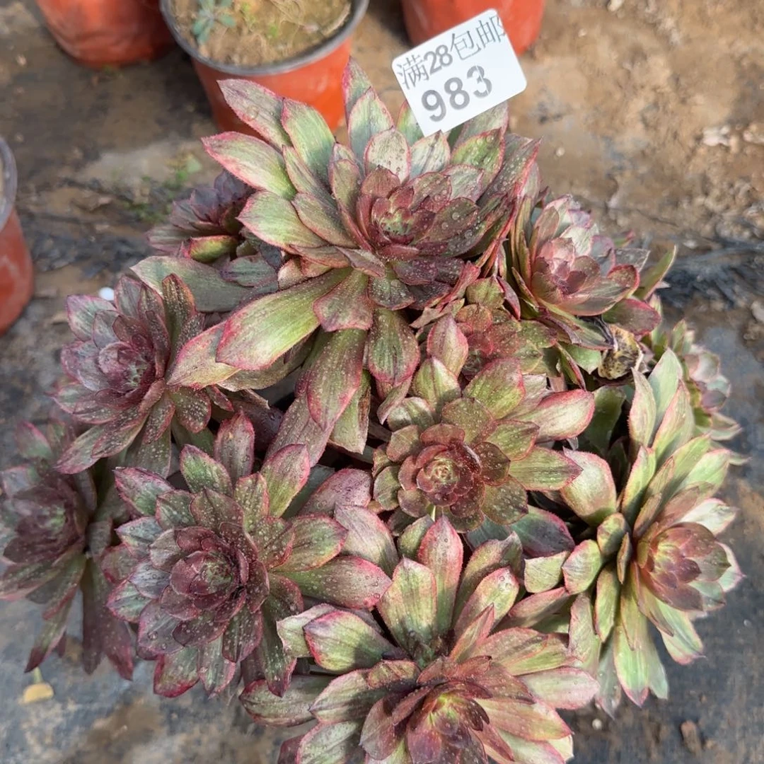 红丝绒多肉983单棵包邮断枝不包瑕疵